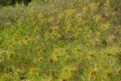 High angle view of flowering plants on field