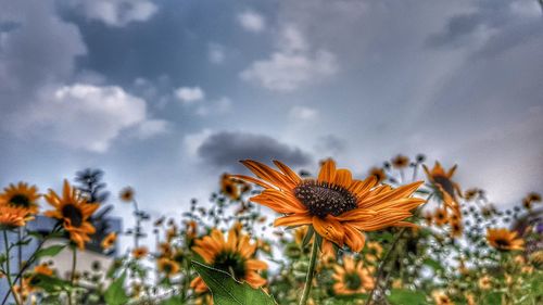 Close-up of yellow flowering plants against sky
