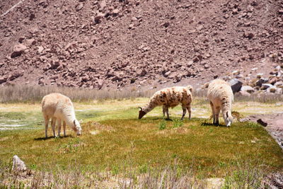 Sheep grazing in pasture