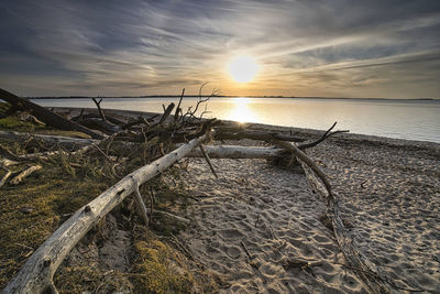 Driftwood on beach against sky during sunset