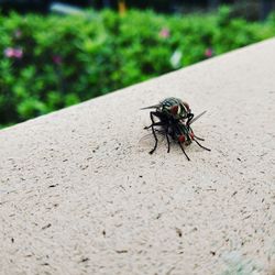 Close-up of fly