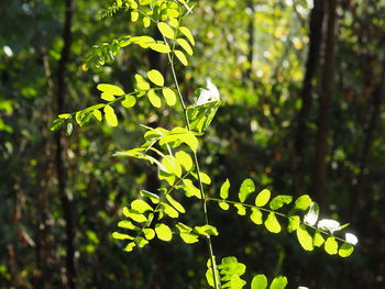 Close-up of leaves against blurred trees