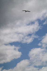 Low angle view of bird flying against sky