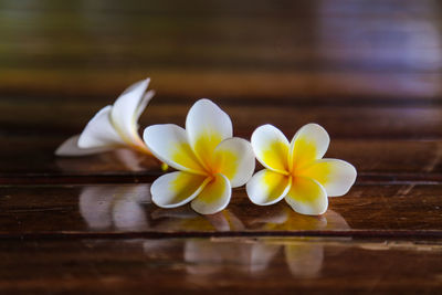 Close-up of frangipanis on table