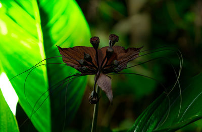 Close-up of butterfly on plant