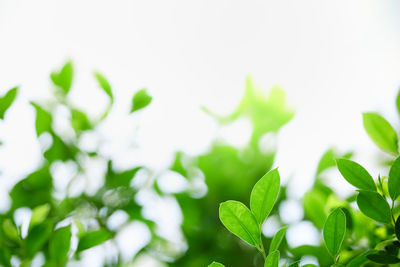 Close-up of fresh green leaves