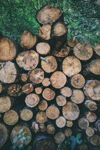 Stack of logs in forest