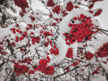 Close-up of red berries on snow covered plant