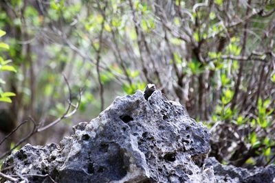 Close-up of moss on tree in forest