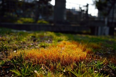 Close-up of grass growing in field