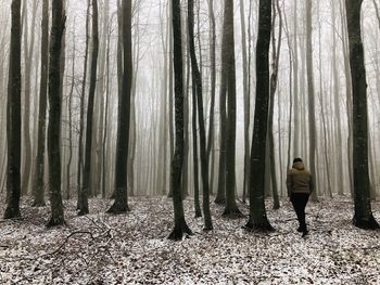 Man in a forest of bare trees surrounded by fog