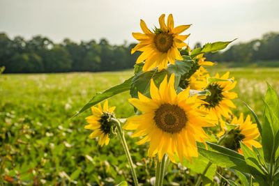 Close-up of yellow flowering plant on field