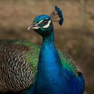 Close-up of peacock