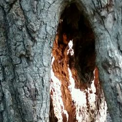 Close-up of tree trunk