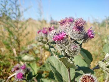 Close-up of pink flowers