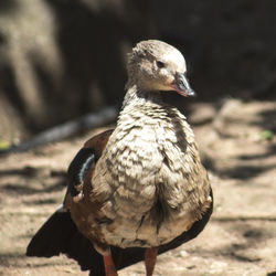 Close-up of bird perching