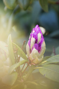 Close-up of pink flower blooming outdoors