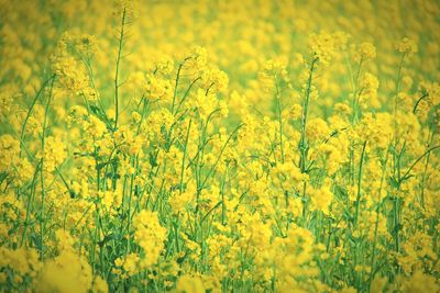 Scenic view of oilseed rape field