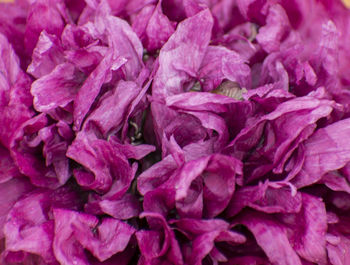 Full frame shot of pink roses