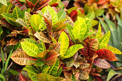 High angle view of leaves