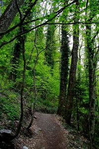 Trees in forest