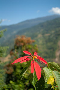 Close-up of red flowering plant