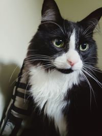 Close-up portrait of a cat