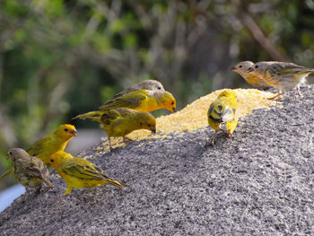 Close-up of birds perching on a leaf