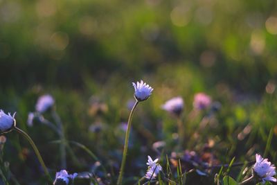 Close-up of purple crocus flowers on field