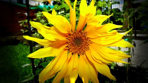 Close-up of yellow flower