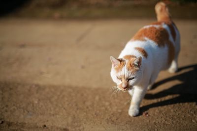 Cat walking on footpath