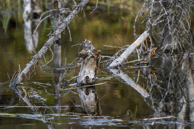 Close-up of water flowing in lake