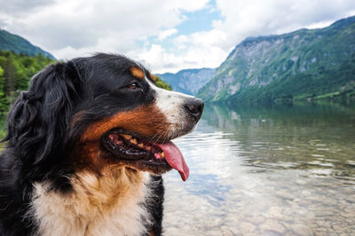 Dog looking away in mountains