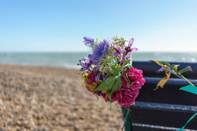 Close-up of flower growing on beach against clear sky