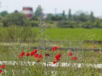 Close-up of red poppy flowers on field