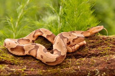 Close-up of lizard on land