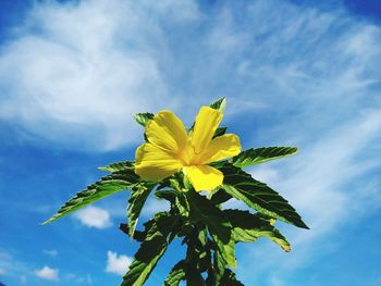 Low angle view of yellow flowering plant against sky