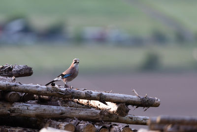 Close-up of bird, a jay, perching on wood
