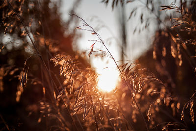 Close-up of plants growing on field