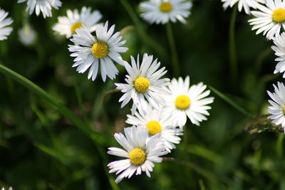 Close-up of white daisy flowers growing outdoors