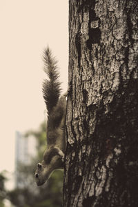 Close-up of lizard on tree trunk