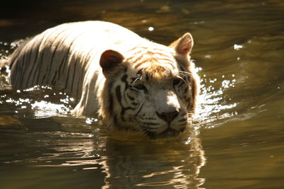 Tiger  drinking water in lake