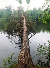 Scenic view of lake in forest
