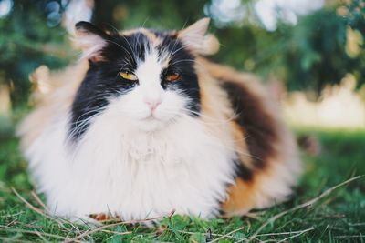 Close-up portrait of cat