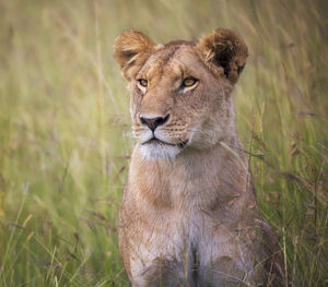 Portrait of a cat on field