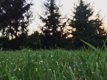 Close-up of fresh green grass in field