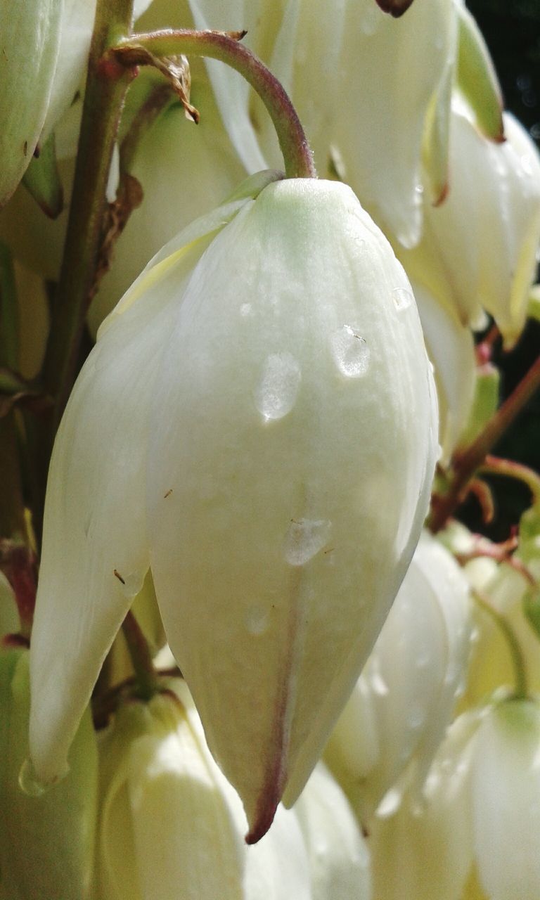 CLOSE-UP OF WET WHITE ROSE FLOWER