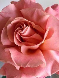 Close-up of pink rose