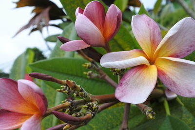 Close-up of pink flowering plant