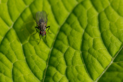 Close-up of fly on leaf